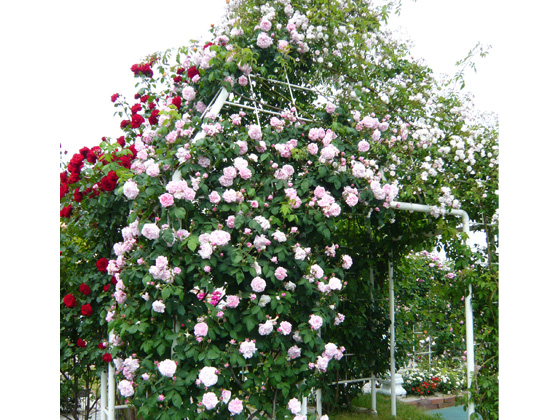 □インテリア絵画 ファンタン・ラトゥール「ばら」高級複製画 バラの